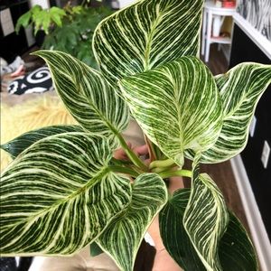 Meet your Posher, Cierra